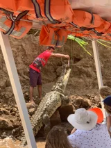 Tarcoles Crocodile & Mangrove Boat Tour