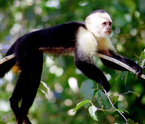 Manuel Antonio National Park Tour